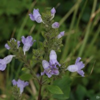 Strobilanthes rhamnifolia var. rhamnifolia (Nees) T. Anderson